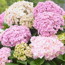 Hydrangea macrophylla doppio for sale  HORSHAM