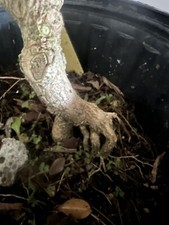 Dwarf boxwood mame for sale  Grove City