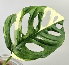 Schöne monstera adansonii gebraucht kaufen  Obertshausen
