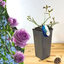 Scented climbing bush for sale  BIRMINGHAM