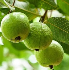 Thai guava live for sale  Plant City