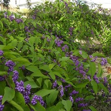 Callicarpa profusion beauty for sale  UK
