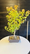 Pre bonsai acero usato  Reggello