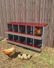 backyard eggs organic chicken for sale backyard eggs organic chicken for sale USA