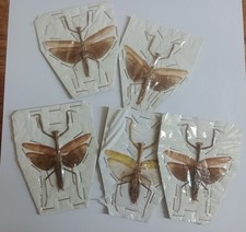 Small praying mantis for sale  HAYLE
