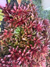 Bromeliad red fireball for sale  USA