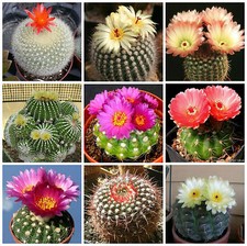 Graines notocactus mèlanges usato  Nizza di Sicilia