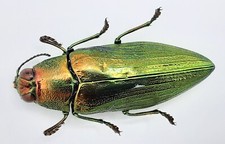 Buprestidae chrysochroa purpur gebraucht kaufen  Wadern