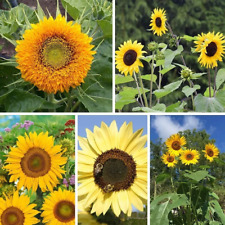 Sunflower seed mix for sale  Salem