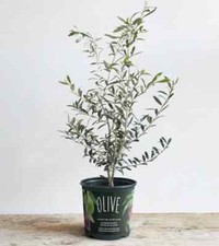 Arbequina olive tree for sale  Ocala
