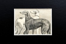 Greyhound dog animal for sale  NORWICH