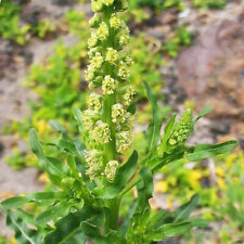 Reseda luteola 1000 for sale  GODALMING
