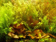 Aquarium pflanzen schnellwachs gebraucht kaufen  Dresden