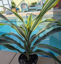 Dracaena fragrans lemon for sale  Lakeland