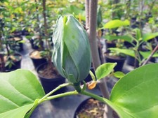 Magnolia blue pal gebraucht kaufen  Dillingen a.d.Donau