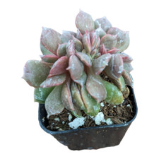 Echeveria vampire red for sale  Morgan Hill