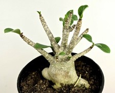 wustenrose gebraucht kaufen wustenrose gebraucht kaufen Obertshausen