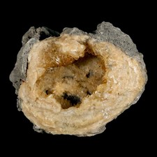Mercenaria permagna clam for sale  USA