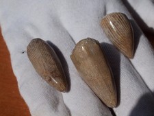 Set polished theropod for sale  Tucson