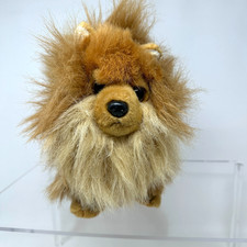 Aurora miyoni pomeranian for sale  Broomfield