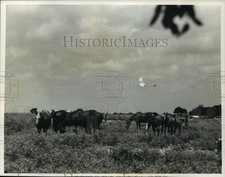 acreage horses for sale acreage horses for sale Memphis