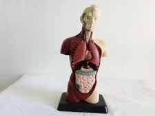 Modello anatomico torso usato  Foggia