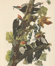 1944 audubon art for sale  Medina