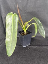 Philodendron spiritus sancti for sale  Knoxville