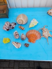 Muschelsammlung konvolut miner gebraucht kaufen Muschelsammlung konvolut miner gebraucht kaufen  Sandersdorf