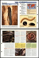 Millipede primitive wildlife for sale  SLEAFORD