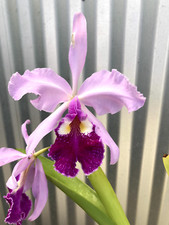 Cattleya warscewiczii reddish for sale  USA