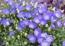 Campanula carpatica rapido for sale  UK