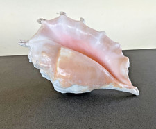 Giant spider conch for sale  YEOVIL