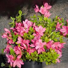Japanische azalee rosa gebraucht kaufen  Mönchengladbach