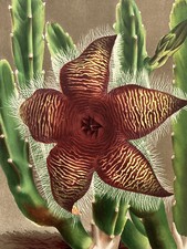 Stapelia planti fleur d'occasion  Pluvigner