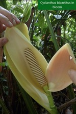Cyclanthus bipartitus amazing for sale  USA