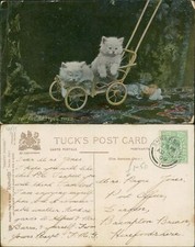 Getting tired kittens for sale  MANCHESTER