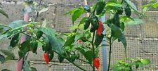 Naga seed dorset for sale  SOUTHAMPTON
