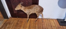 Ausgestopftes muntjak selten gebraucht kaufen  Rheda-Wiedenbrück
