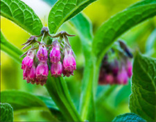 Comfrey plants root for sale  WARRINGTON