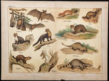 1890ca bats otter d'occasion  Expédié en Belgium
