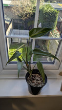 Monstera burle marx for sale  WEYBRIDGE