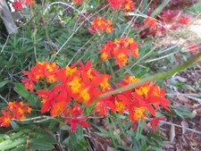 Ground orchid epidendrum for sale  Dundee