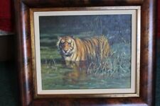 Tony forrest bengali for sale  SOLIHULL