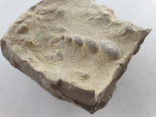 Loxonema muschelkalk würzburg gebraucht kaufen  Berg b.Neumarkt i.d.OPf.