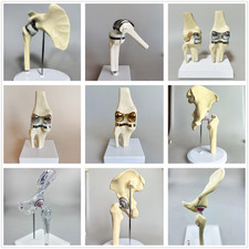Substituição artificial de ombro modelo anatômico joelho ombro cotovelo modelo articulação, usado comprar usado  Enviando para Brazil