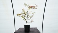 Acer palmatum chantilly for sale  Hendersonville