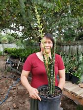 Snake plant tall for sale  Altoona