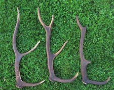 hirsch abwurfstangen gebraucht kaufen hirsch abwurfstangen gebraucht kaufen Schwarzenberg