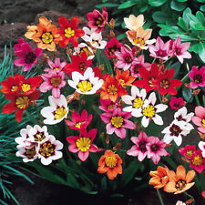 Sparaxis bulbs corms for sale  MELTON MOWBRAY